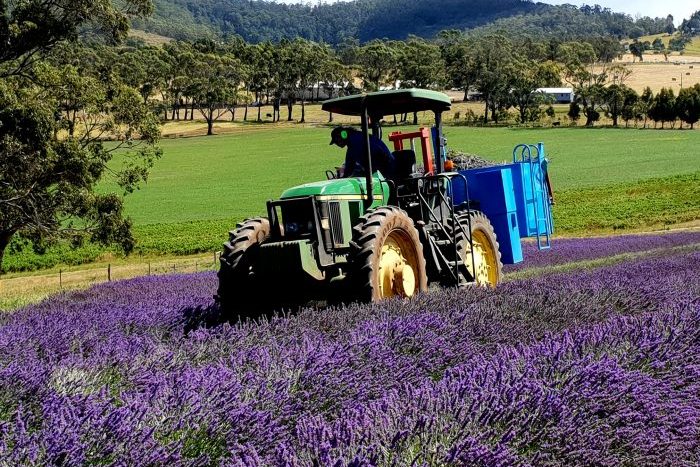 Essential Oils of Tasmania